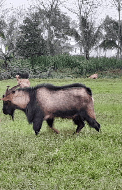 hình ảnh dê đực núi dê tai nhỏ
